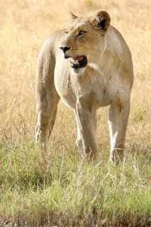 Lion (Panthera leo)