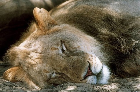 Lion (Panthera leo)