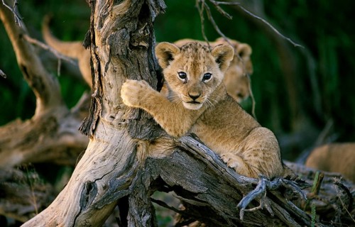 Lion (Panthera leo)