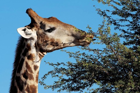 Giraffe (Giraffa camelopardalis)