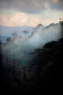 Cloud-shrouded forest landscape near Yotong La Pass