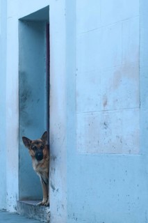 German Shepherd