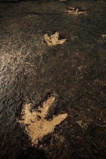 Several million years ago dinosaurs left their now fossilized footprints in the mud of a river bed