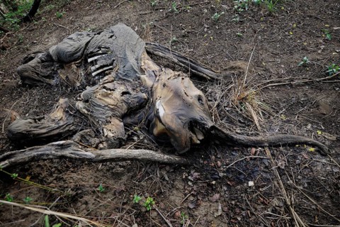 Remains of a young elephant which has fallen victim to poachers