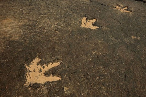 Several million years ago dinosaurs left their now fossilized footprints in the mud of a river bed
