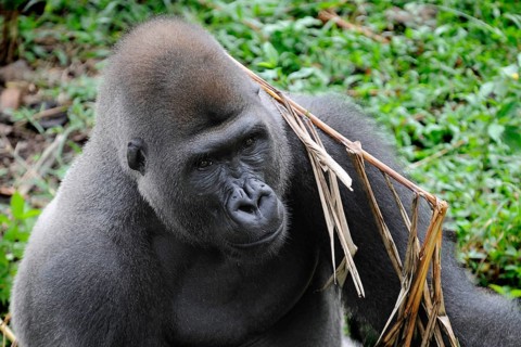Western Lowland Gorilla (Gorilla gorilla gorilla) in the reintroduction enclosure of Mefou Primate Sanctuary