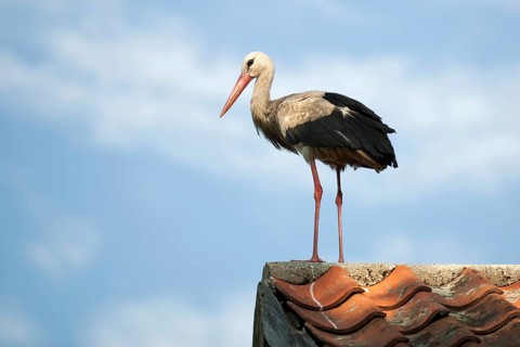 White Stork (Ciconia ciconia) perched on a roof