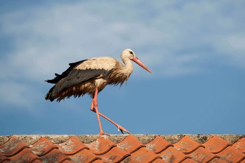 White Stork (Ciconia ciconia) walking on a roof