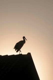 White Stork (Ciconia ciconia) perched on a roof