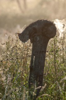 Wet cat lurking on a fence post