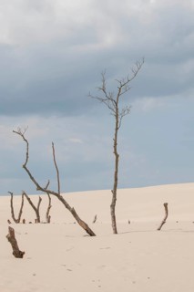 Shifting sand dunes slowly but inexorably swallowing up adjacent trees