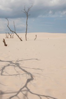 Shifting sand dunes slowly but inexorably swallowing up adjacent trees