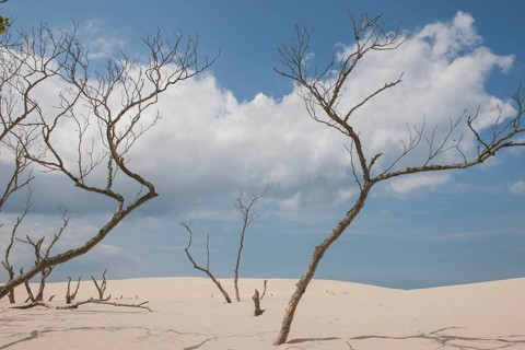Shifting sand dunes slowly but inexorably swallowing up adjacent trees