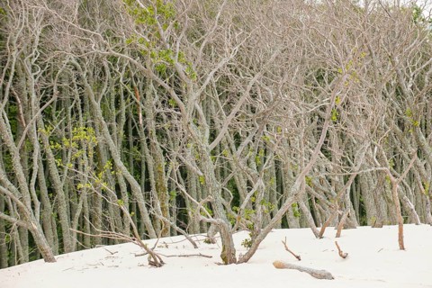 Shifting sand dunes slowly but inexorably swallowing up adjacent trees
