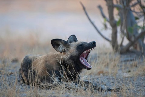 African Wild Dog (Lycaon pictus)