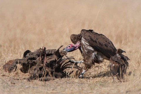 Lappet-faced Vulture or Nubian Vulture (Torgos tracheliotus) with Cape Vultures (Gyps coprotheres) feeding on a carcass