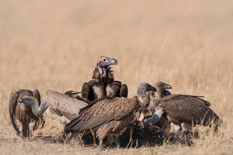 Lappet-faced Vulture or Nubian Vulture (Torgos tracheliotus) with Cape Vultures (Gyps coprotheres) feeding on a carcass
