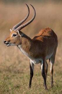 Red Lechwe (Kobus leche)