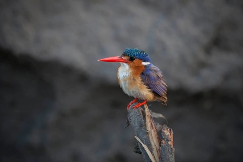 Malachite Kingfisher (Alcedo cristata) on a branch as a vantage point