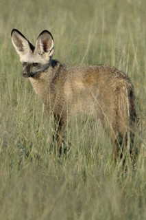 Bat-eared fox (Otocyon megalotis)