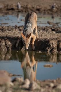 Black-backed Jackal (Canis mesomelas)