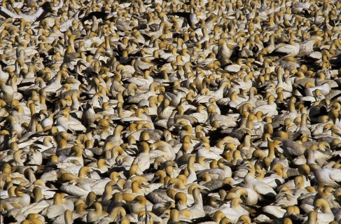 Cape Gannets (Morus capensis)