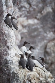 Colony of Common Murres or Common Guillemots (Uria aalge) nesting on a cliff