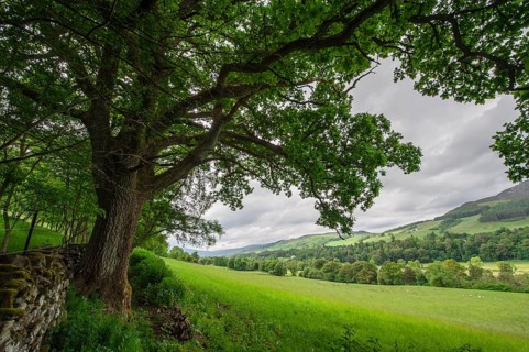 Old oak tree on the edge of a meadow