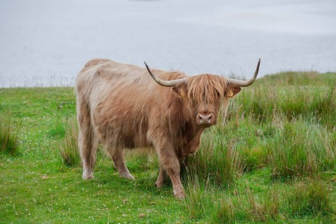 Scottish Highland cattle standing on a pasture by the sea