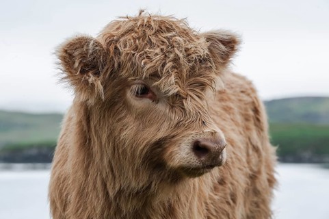 Scottish Highland Cattle