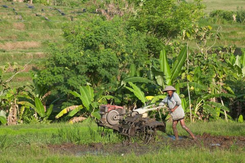 Rice farmer working in rice terraces