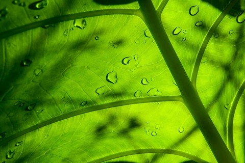 Water drops on a leaf