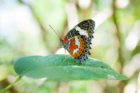 Leopard Lacewing (Lacewing cyane)
