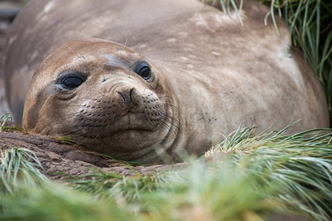 Southern Elephant Seal (Mirounga leonina)