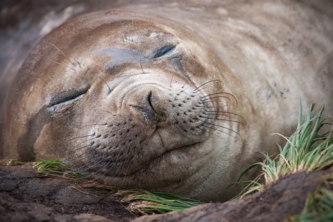 Southern Elephant Seal (Mirounga leonina) female