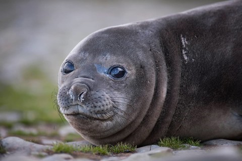 Southern Elephant Seal (Mirounga leonina)
