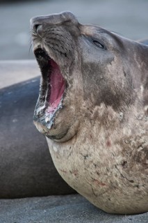 Southern Elephant Seal (Mirounga leonina)