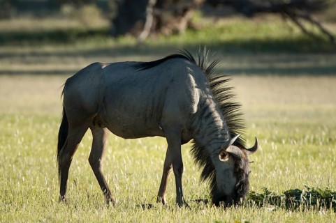 Blue Wildebeest