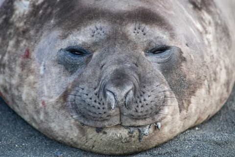 Southern Elephant Seal (Mirounga leonina)