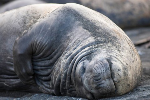 Southern Elephant Seal (Mirounga leonina)