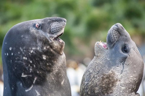 Southern Elephant Seals (Mirounga leonina)
