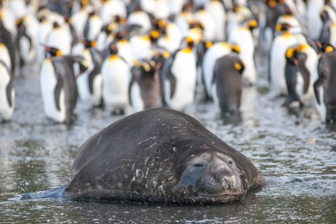Southern Elephant Seal (Mirounga leonina)