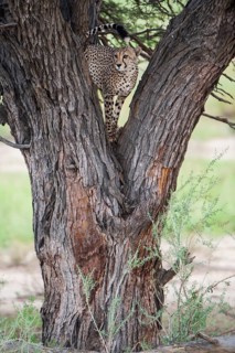 Cheetah (Acinonyx jubatus) on a tree surveying the surroundings