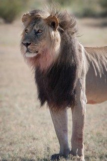 Lion (Panthera leo)