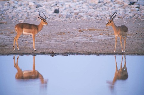 Young male Blacked-faced Impalas or Black-faced Impalas (Aepyceros melampus petersi) standing at a waterhole