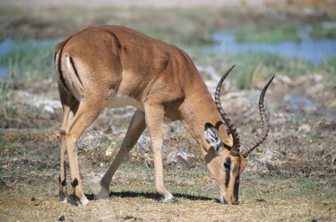 Blacked-faced Impala or Black-faced Impala(Aepyceros melampus petersi) grazing