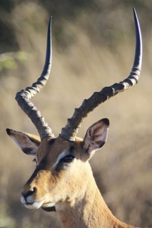 Blacked-faced Impala or Black-faced Impala (Aepyceros melampus petersi)