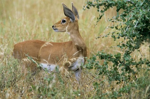 Steenbok (Raphicerus campestris)