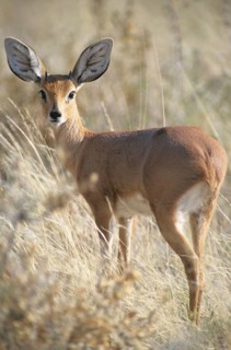 Steenbok (Raphicerus campestris)