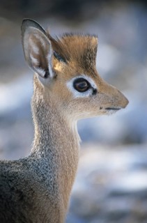 Kirk's Dik-dik (Madoqua kirkii)